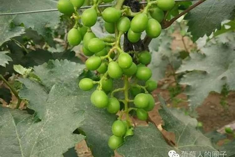 葡萄结果时如何施肥