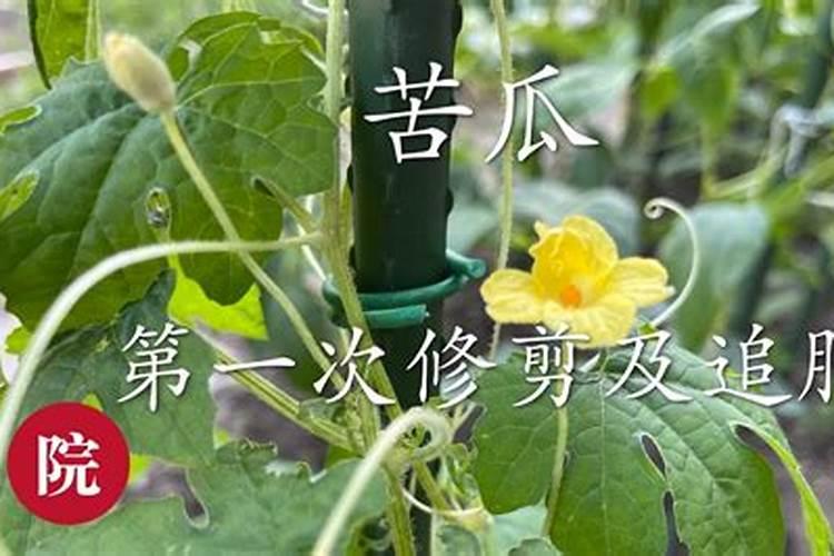 苦瓜用什么肥料最好,怎么施肥