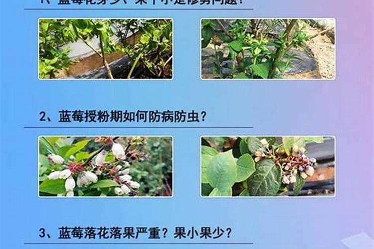 吊兰施什么肥料长得好