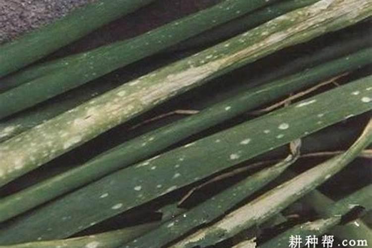 洋葱用什么化肥好