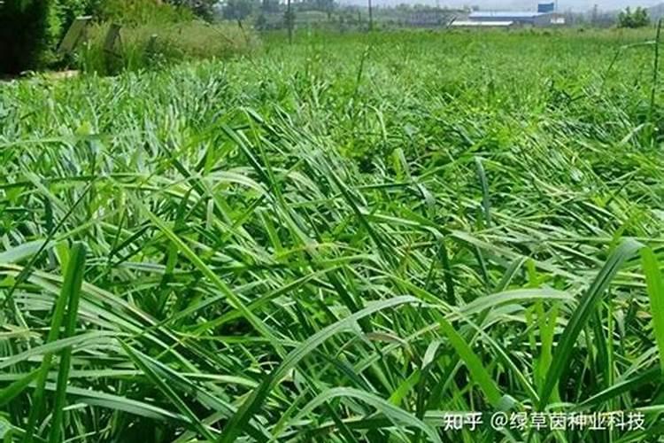 请问绿肥的优点有哪些