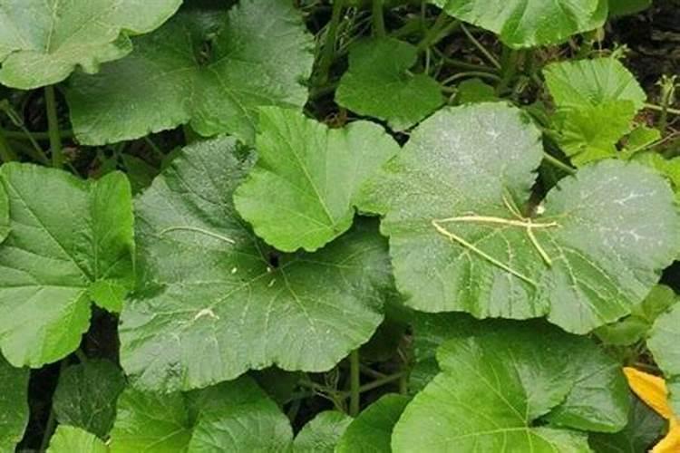 贝贝南瓜结果后在打叶面肥有用吗