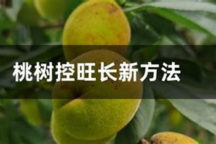 桃树控旺长新方法