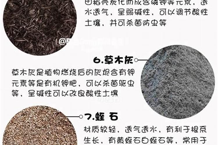 欧月月季花的养殖和注意事项