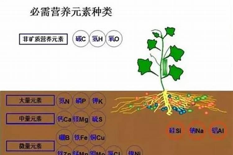 兰草叶子发黑发黄怎么原因？