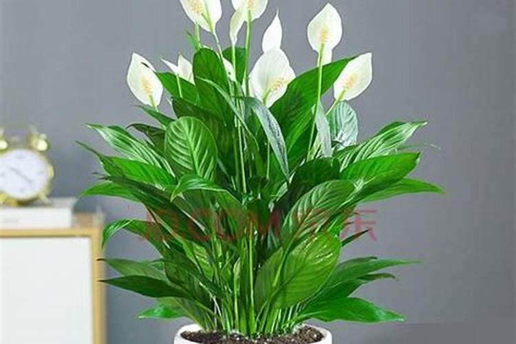 磷肥适合浇什么花