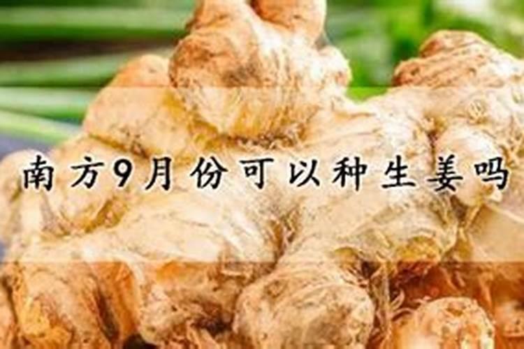 种植生姜如何进行追肥？这个期间要注意什么呢？