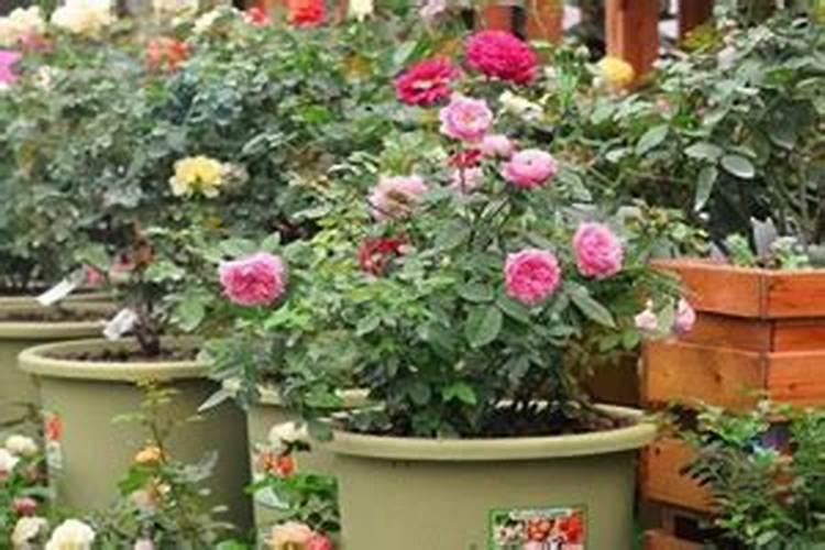 月季花怎么施肥？