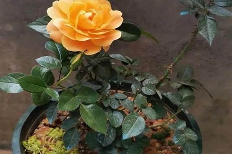 月季花冬季如何施肥效果最好,月季花怎么施肥比较好