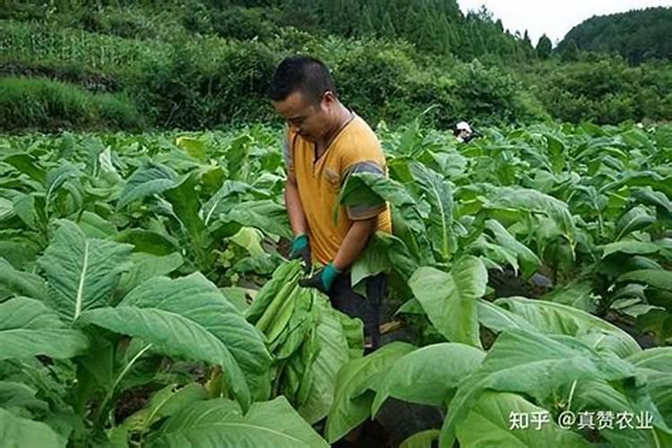 磷酸二氢钾、尿素、葡萄糖、矿源黄腐酸钾、精油能复配吗？