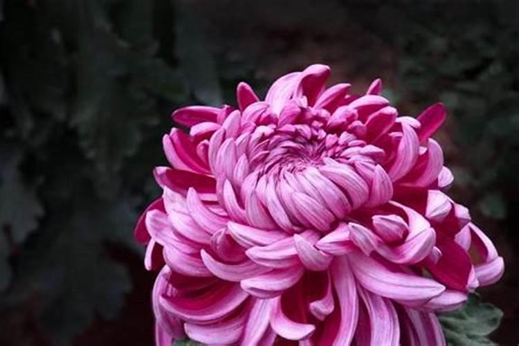 菊花什么时候长花苞