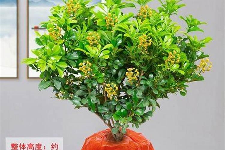 米兰花一般都是施什么肥？有那种自己弄的肥料吗
