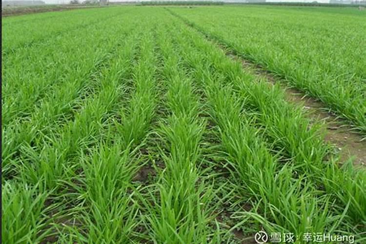 韭菜最忌三种肥料
