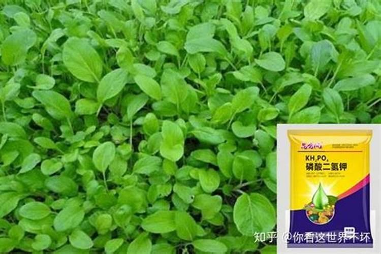 黄瓜皮的做法