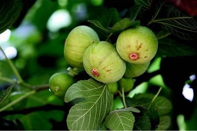 无花果掉果的原因怎样解决