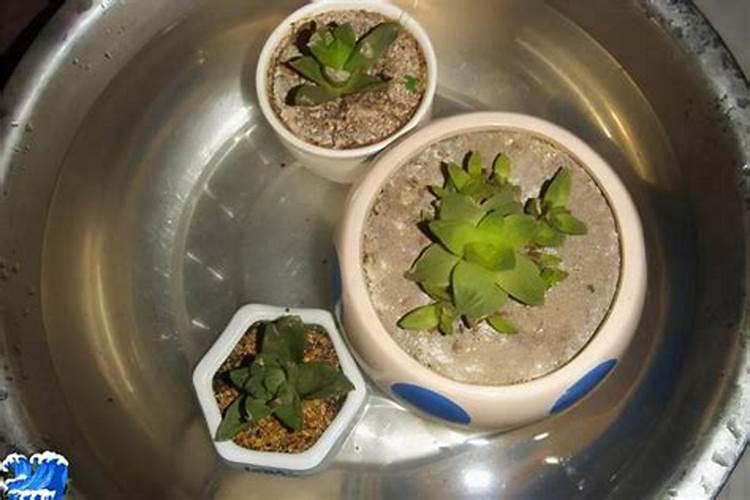 绣球一年养成教程(两广种植经验)