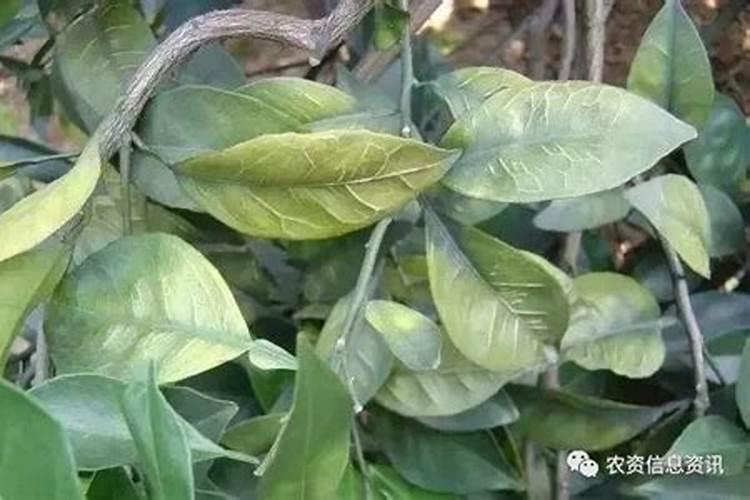 柑橘的硼营养缺乏有哪些症状？