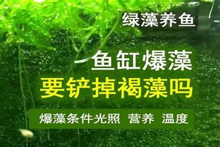 清洁鱼缸绿藻用什么方法效果最好？