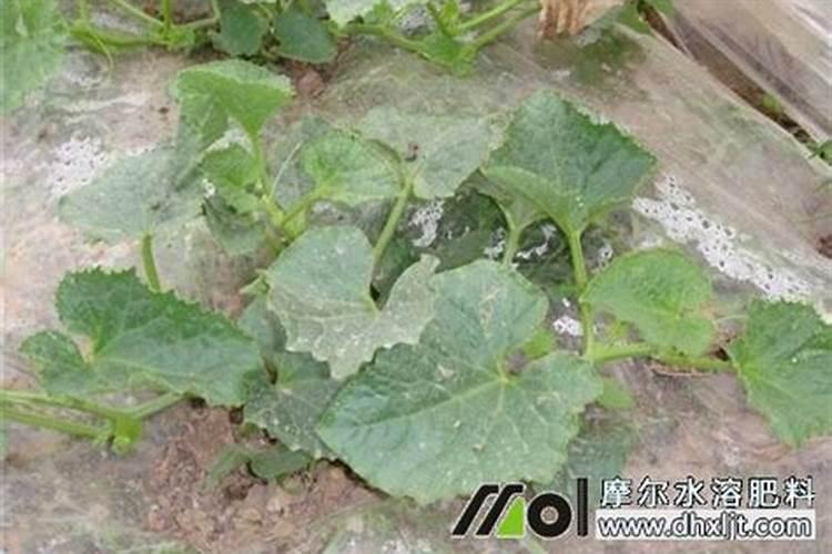 香瓜开花挂果期喷高钾叶面肥好还是高磷叶面肥好？