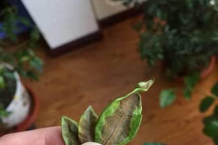 栀子花叶子发黄,边缘枯萎？