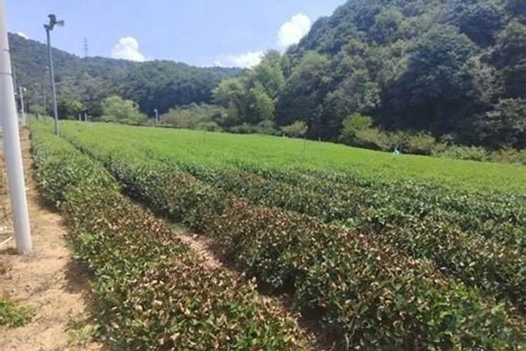 茶叶最忌四种肥料
