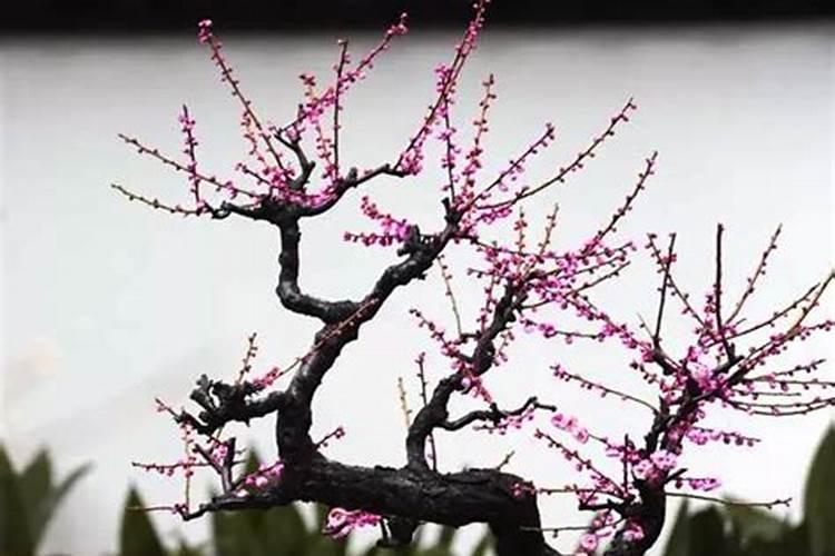 毛豆怎么栽培