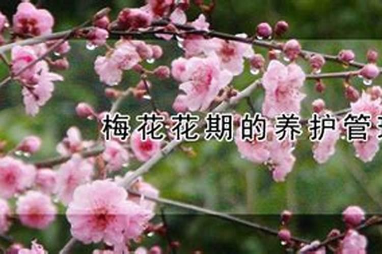梅花夏天如何养