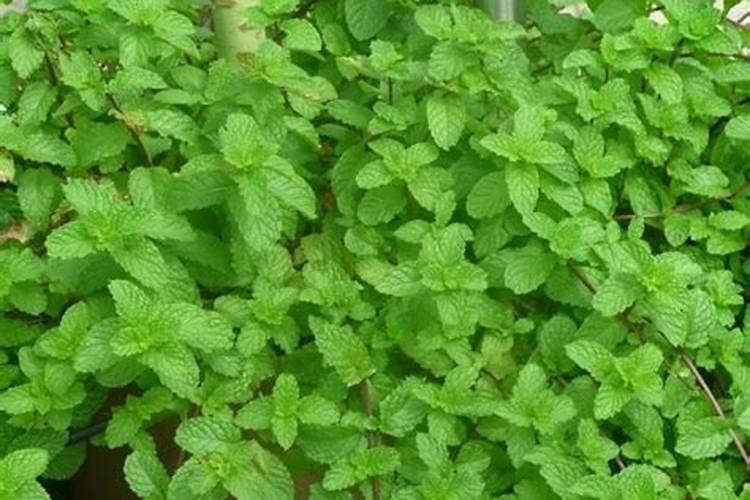 薄荷花的养殖方法 薄荷怎么种植方法和注意事项