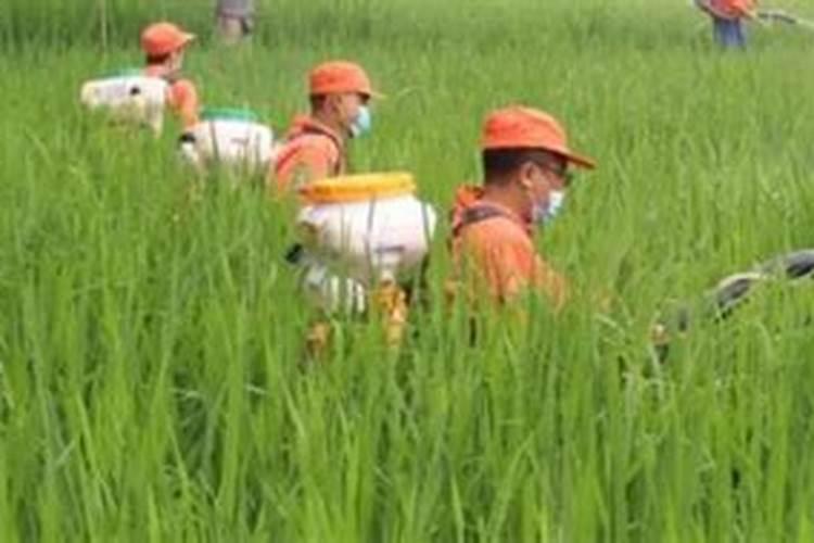 水稻打完除草隔多久追肥 可以立刻施肥吗