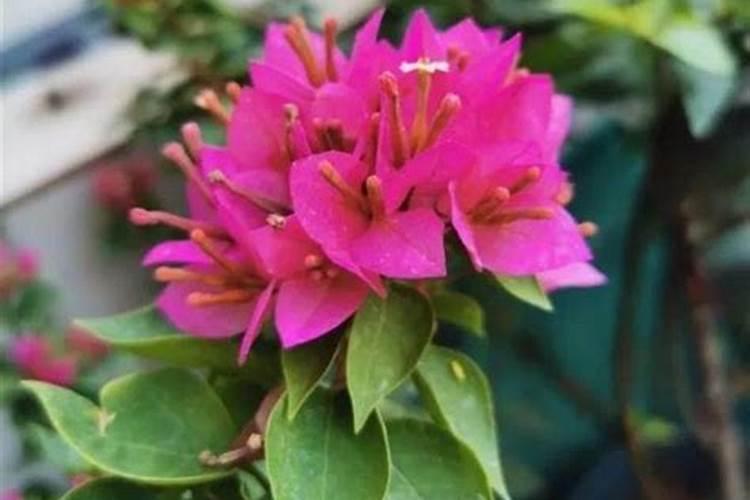 杜鹃花可以用什么肥 杜鹃花怎么施肥