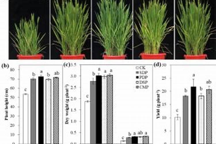 农村种植水稻,磷肥对水稻有什么作用？