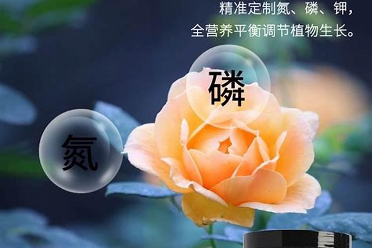 怎样给月季花上花肥