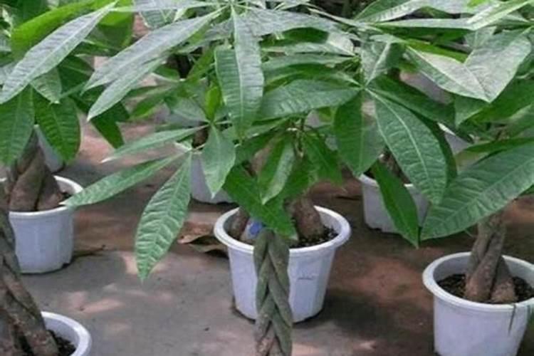 能不能推荐几种可以在客厅,书房等处养殖的小盆栽？