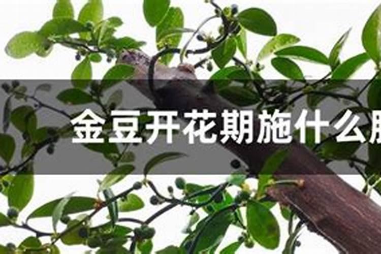 种大豆用不用施肥？化肥还是农家肥？