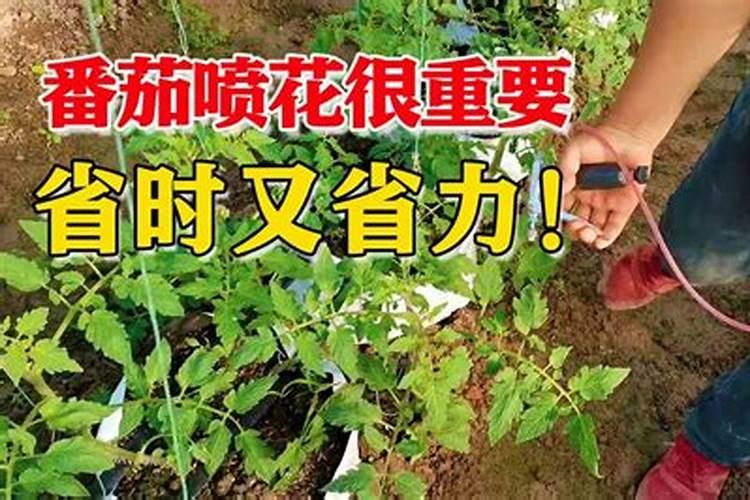 西红柿喷花怎么喷