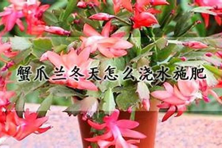 蟹爪花怎么养
