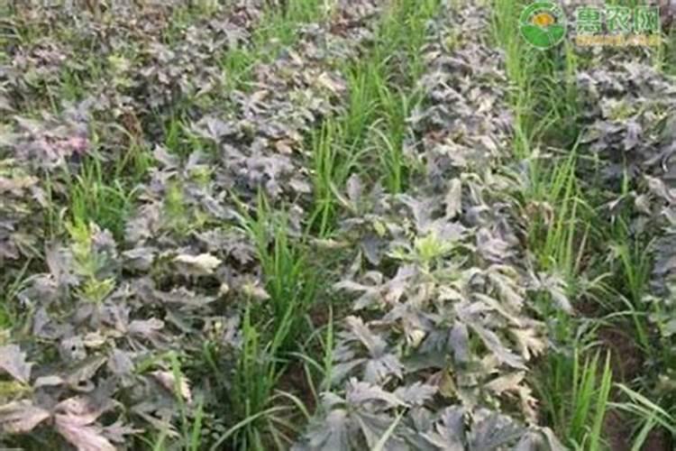 大葱种植技术及病害防治