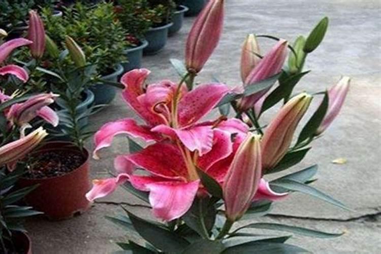 百合花开败了怎么处理？做到这5点,种球长得又大又多