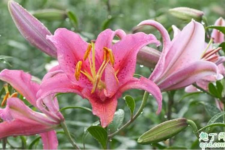 盆栽百合花开败后怎么养护 (开花后怎么处理明年开花)
