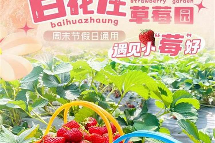 草莓初花期冲什么肥