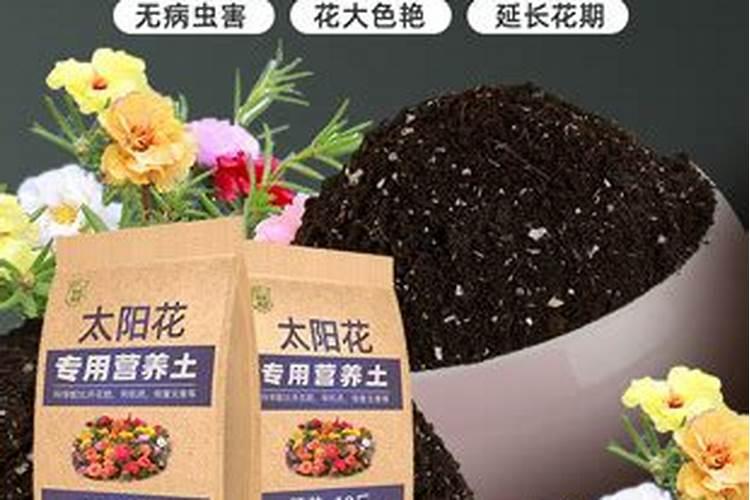 太阳花不能用营养土种吗