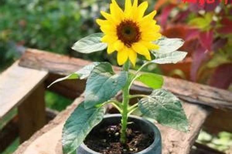 太阳花用营养土容易烂根吗