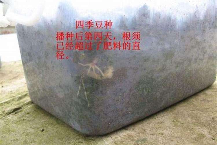 西瓜幼苗只有独根怎么办？
