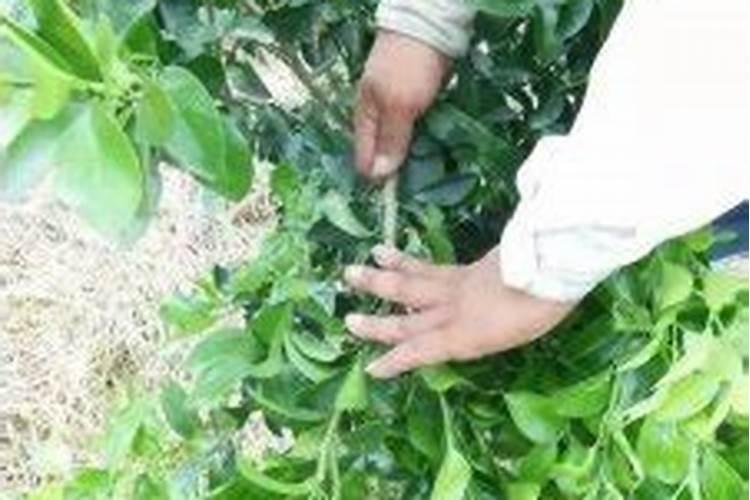 新会柑种植与管理方法