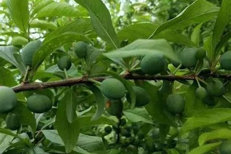 适合果树的最佳施肥种类是什么