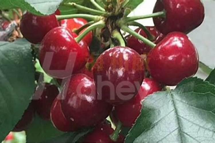 樱桃采摘后施什么肥料好