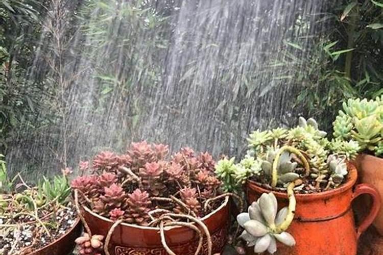 多肉夏天能浇水吗