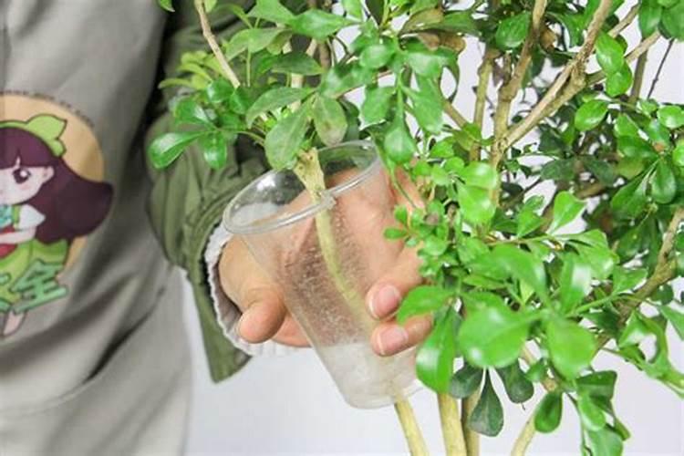 【为什么米兰开花不香】米兰开花的要点