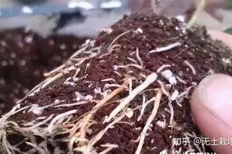 生物有机肥是生根粉吗