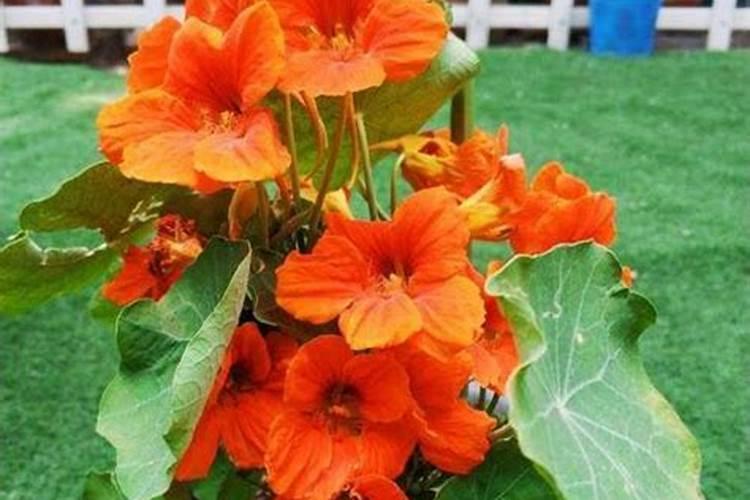 旱金莲种植后多久可以浇水施肥